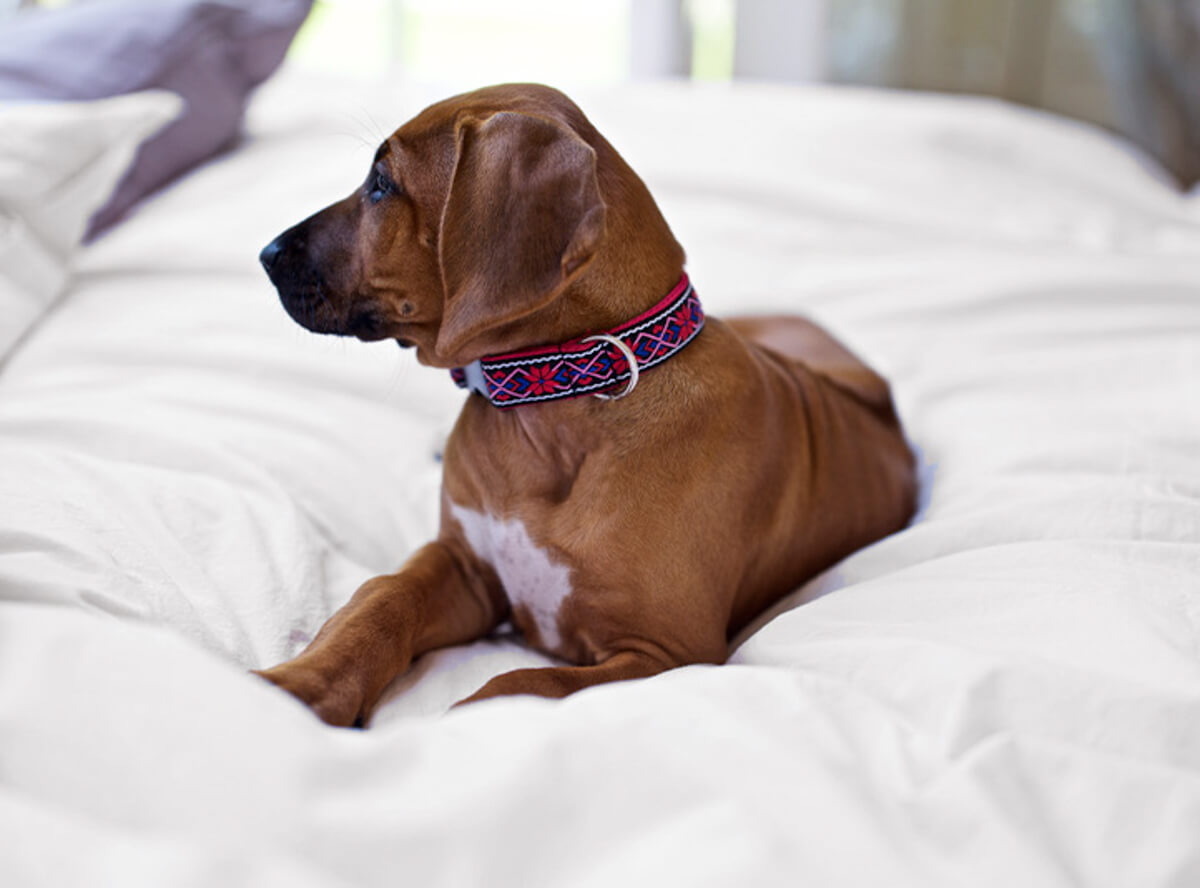 Pet-Friendly Duvet Cover