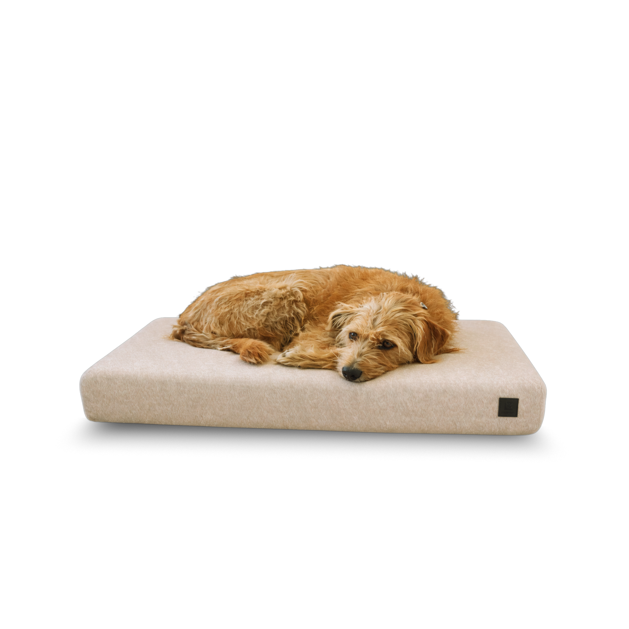 Dog lying on a ecru tan Signature orthopedic waterproof dog bed with removable washable cover on a white background