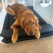 Brown dog lying on a black pet bed with pillow inside a crate.