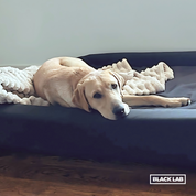 Dog on a Dog Bed with bolster