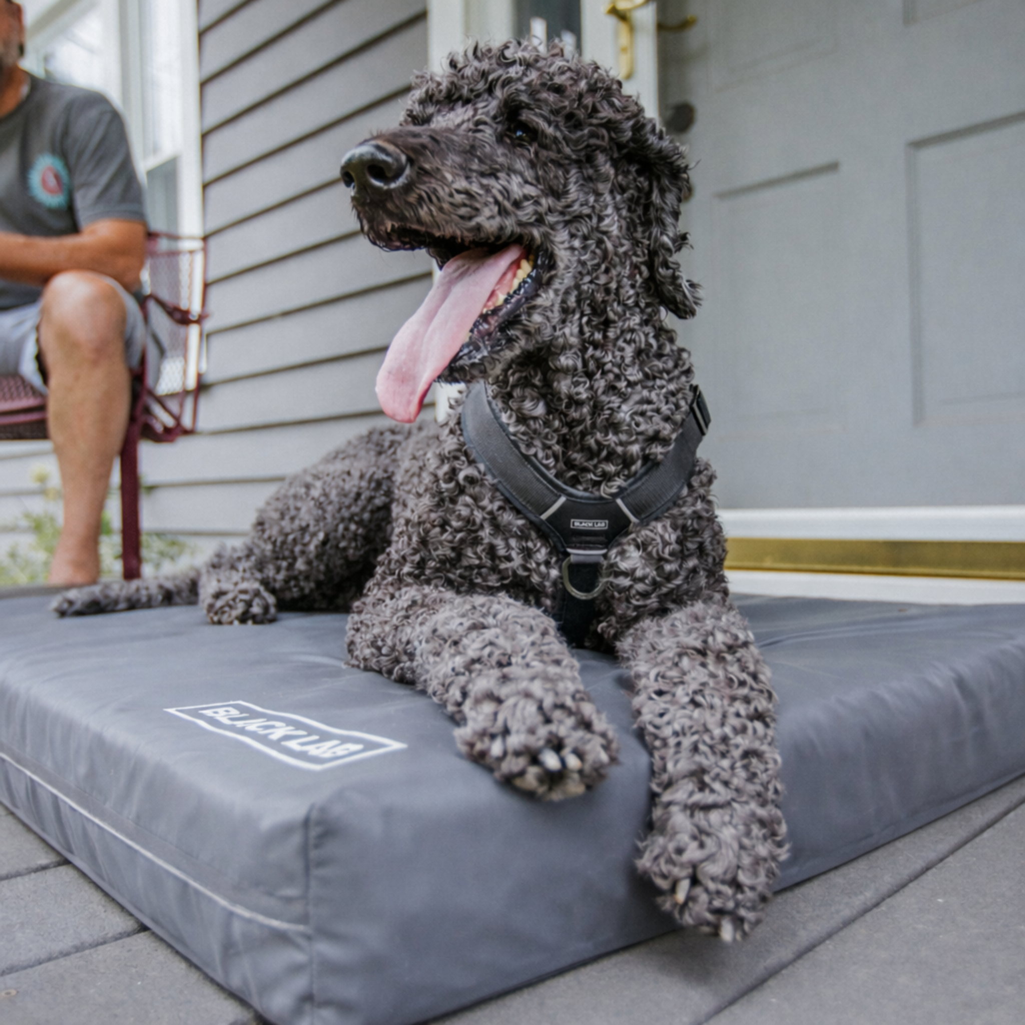 Dog on an outdoor porch on a Utility waterproof dog bed.