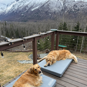 Two large Goldens lying on Durable waterproof orthopedic foam Utility dog beds.
