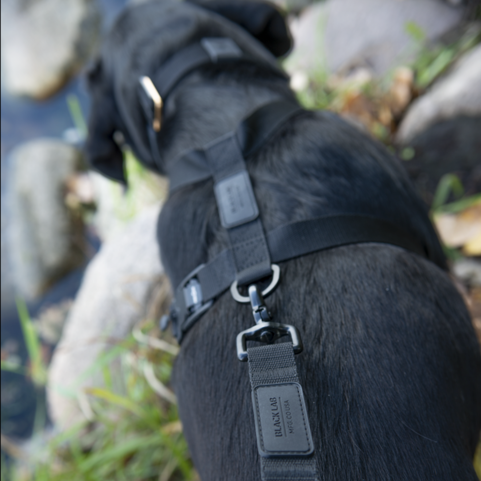 Black 2025 lab harness