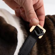 Ultralight Dog Collar