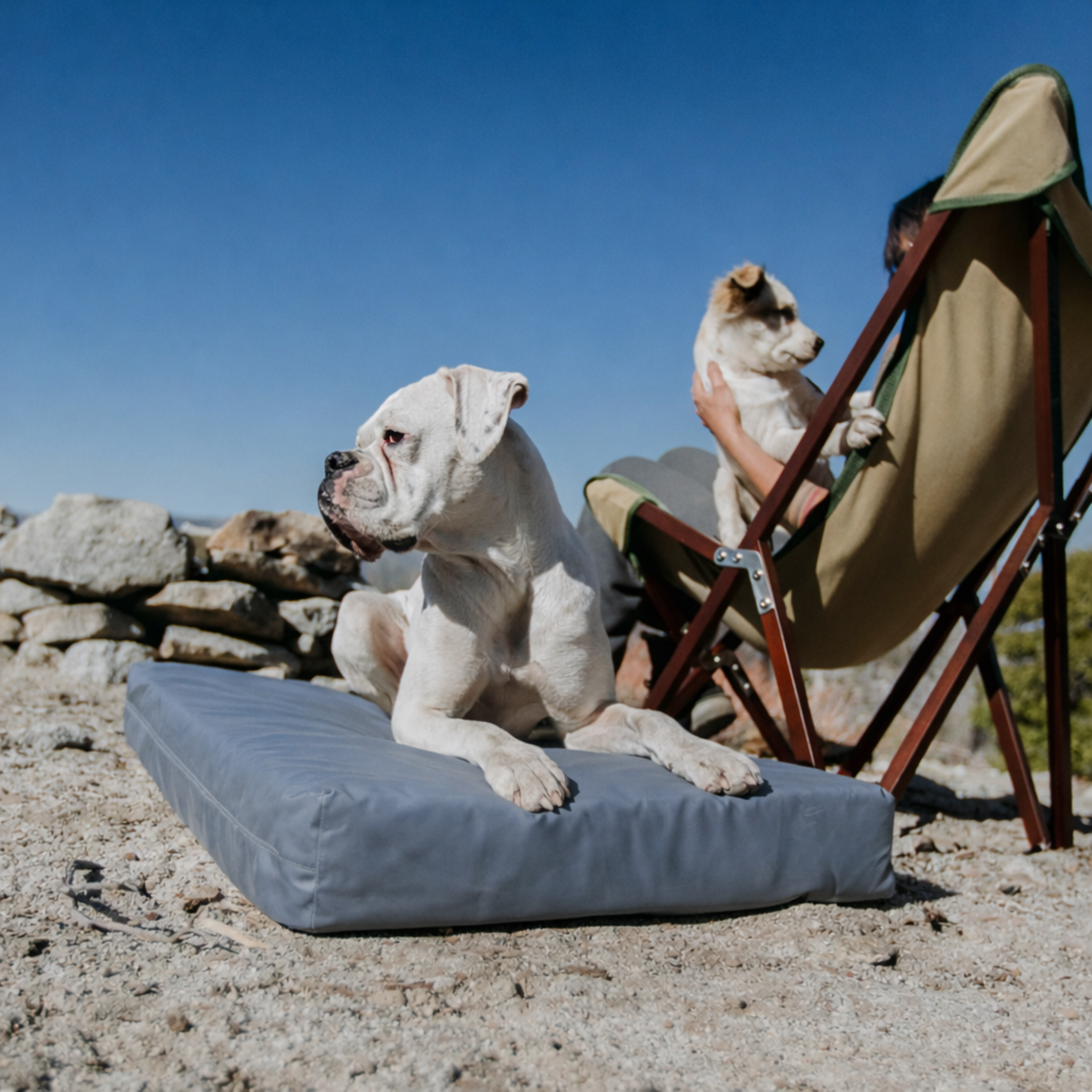 Dog on an outdoor Utility waterproof dog bed with a person sitting in a chair in the background.