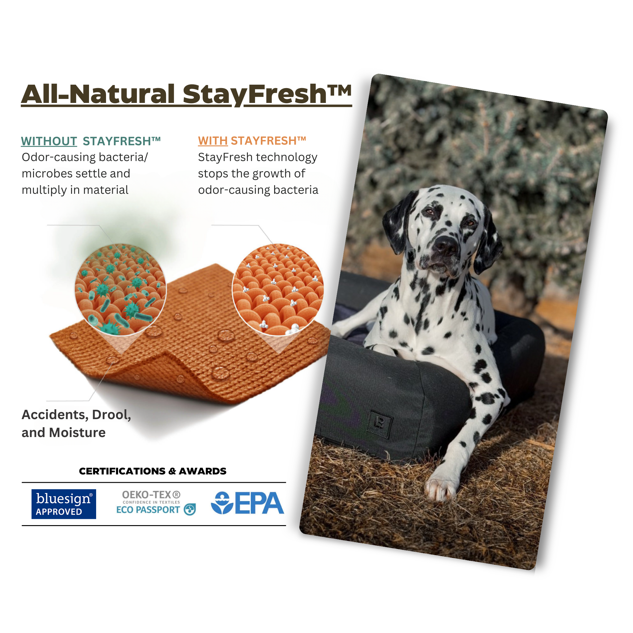 Polygiene StayFresh Odor Fighting Signature Bolster Orthopedic Dog Bed 