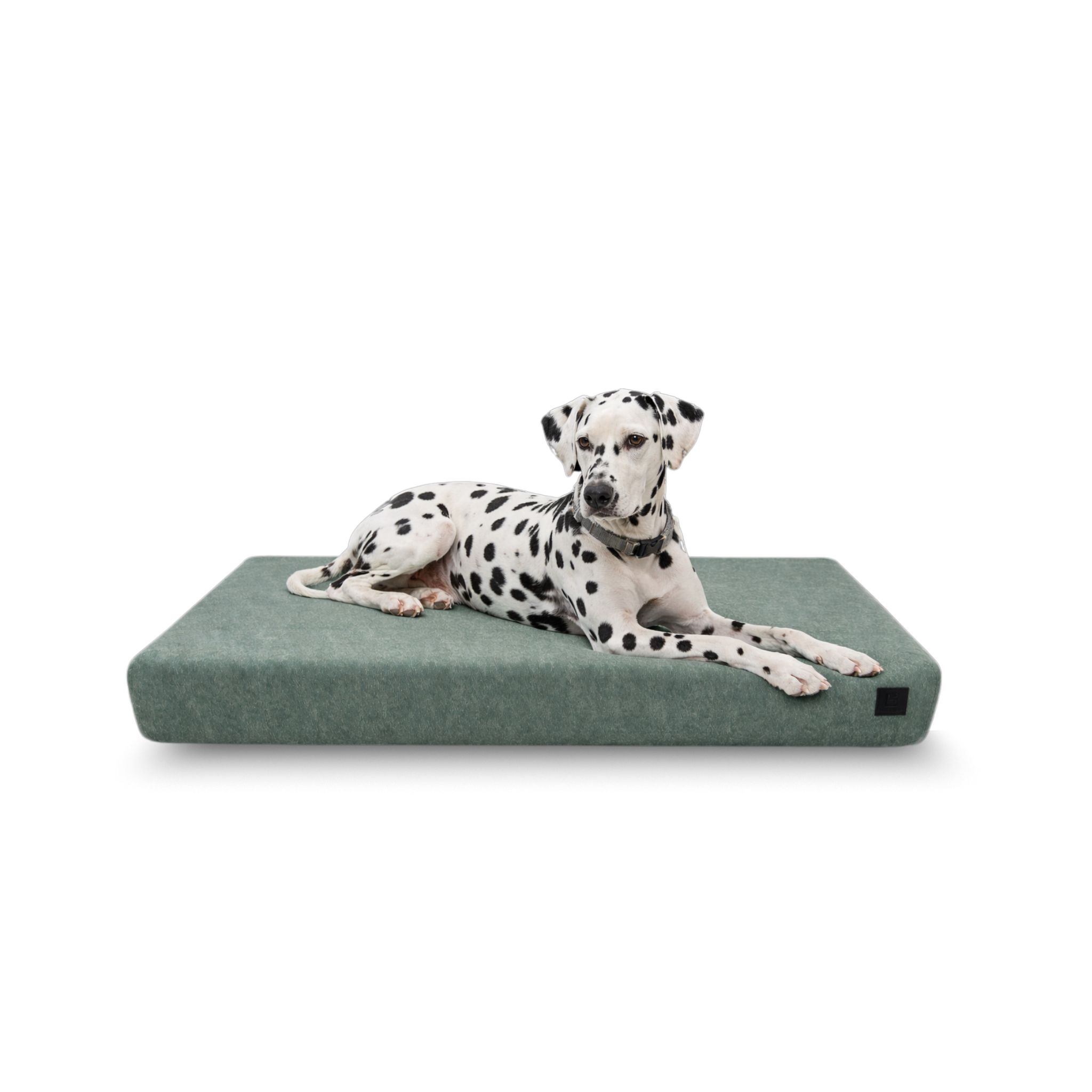 Dalmatian lying on a ecru tan Signature orthopedic waterproof dog bed with removable washable cover on a white background.
