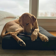 Yellow Lab laying on a black premium Signature Orthopedic Dog Bed with removable washable covers