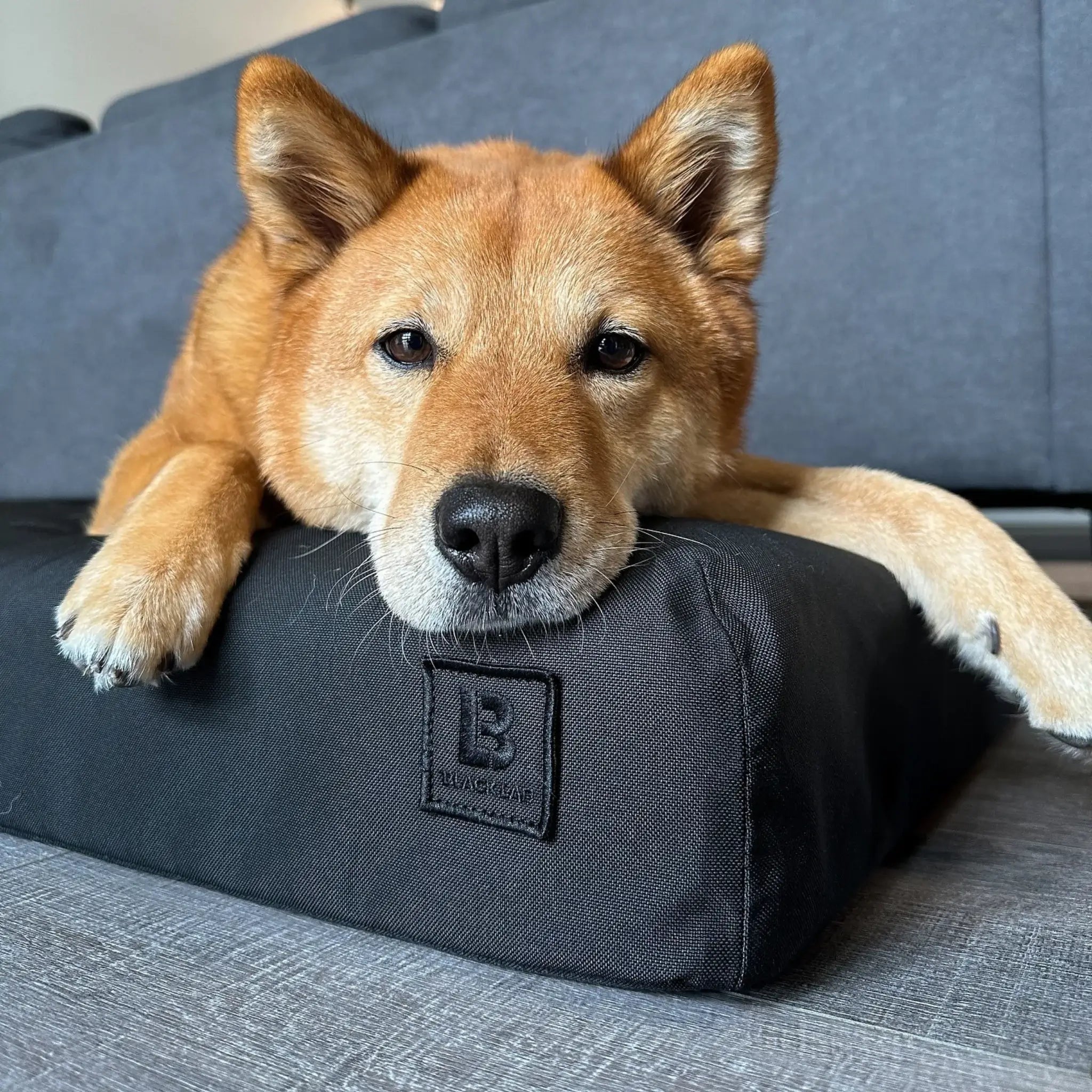 Dog laying on a black Signature Ultra-tough Orthopedic Dog Bed with removable washable covers