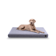 Weimaraner lying on a cow-patterned Signature orthopedic waterproof dog bed with removable washable cover on a white background.