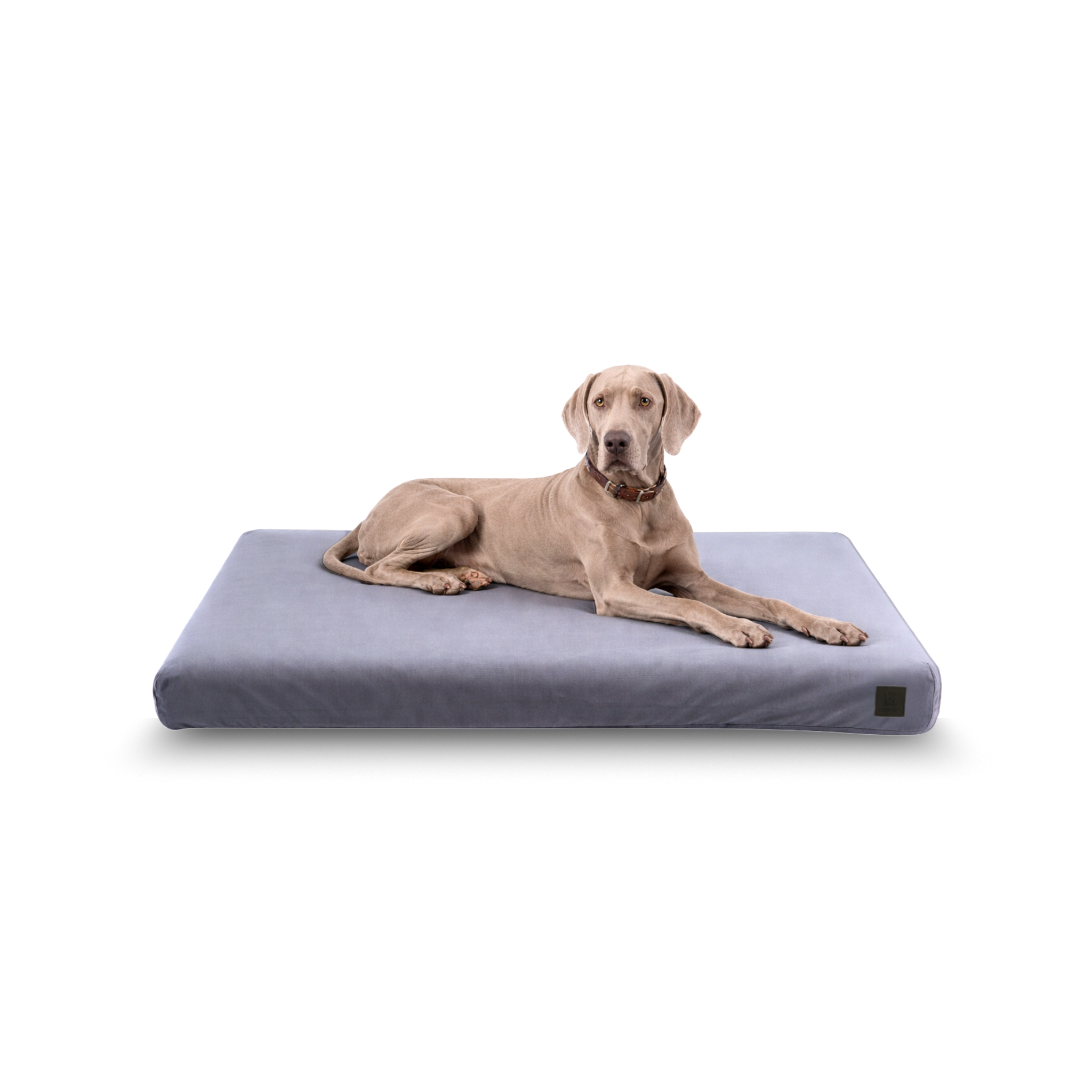 Weimaraner lying on a cow-patterned Signature orthopedic waterproof dog bed with removable washable cover on a white background.