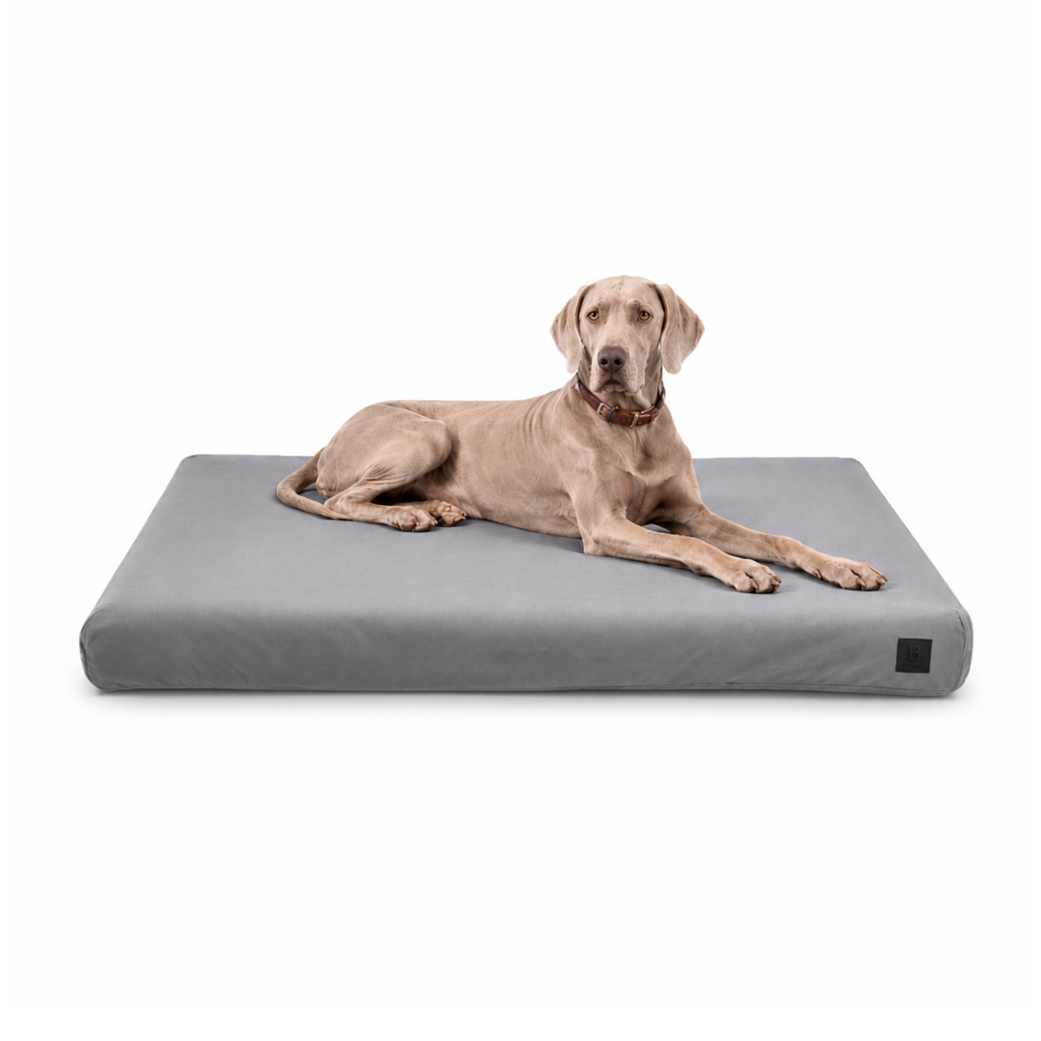 Weimaraner lying on a cow-patterned Signature orthopedic waterproof dog bed with removable washable cover on a white background.