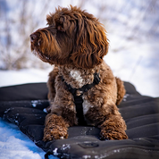 Trailblazer Travel Dog Bed Snowy Day