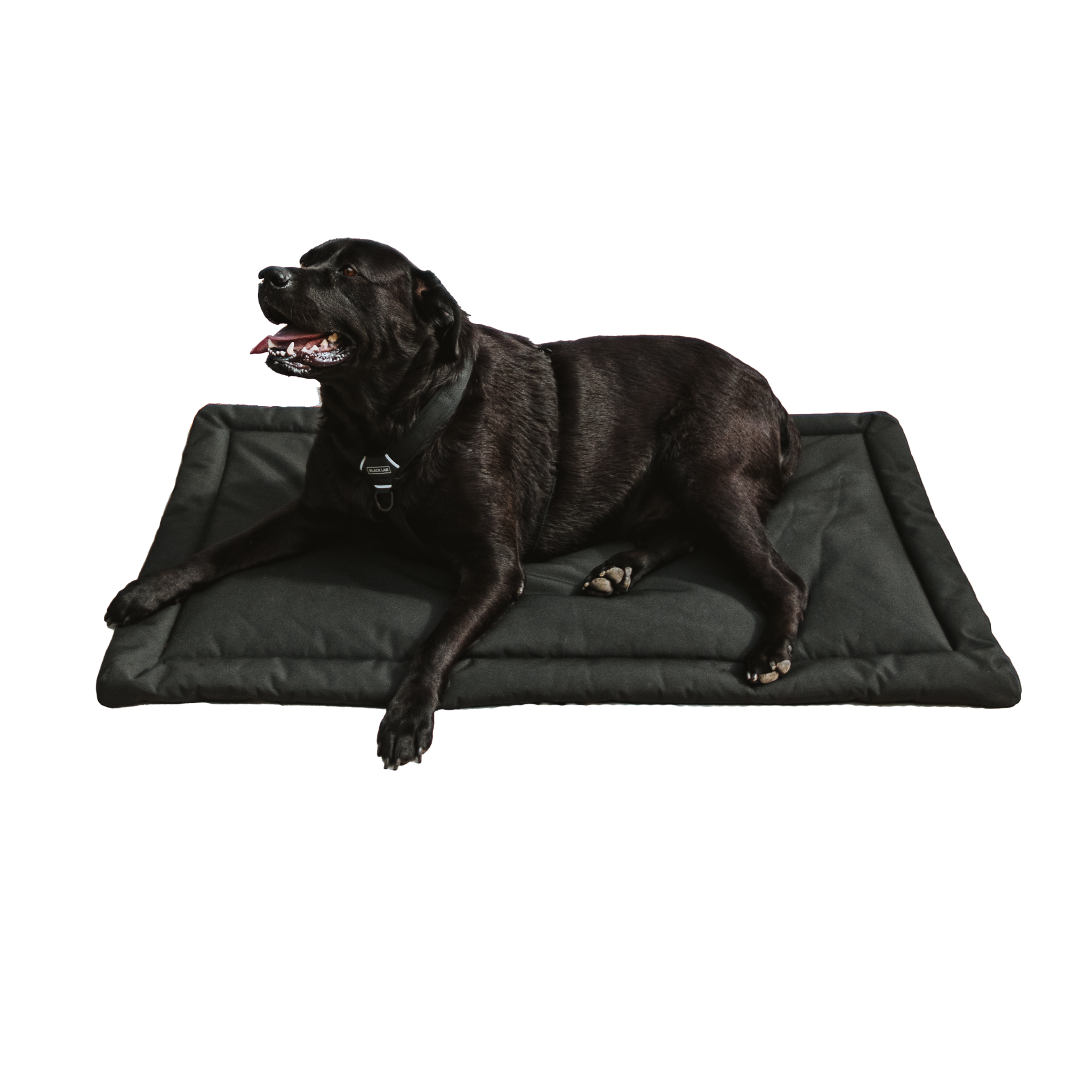 Black Lab on Versa Tough Dog Crate Pad 