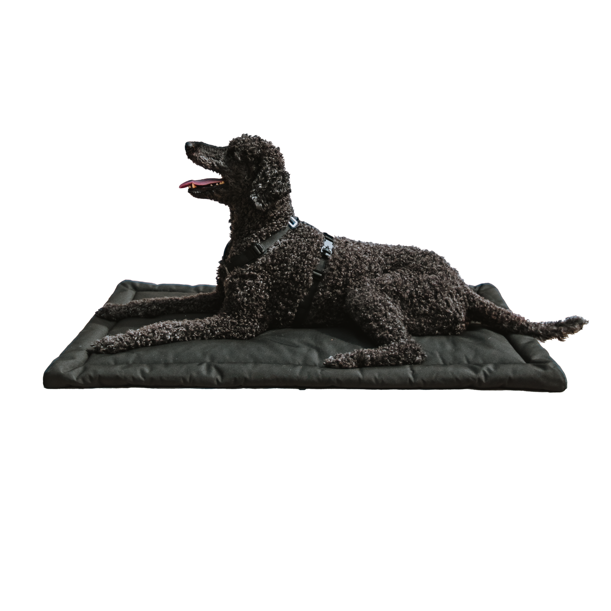 Standard Poodle on Versa Tough Dog Crate Pad 