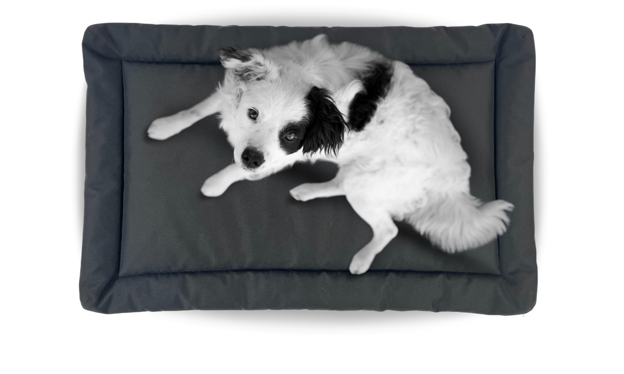 Dog on Tough Crate Pad
