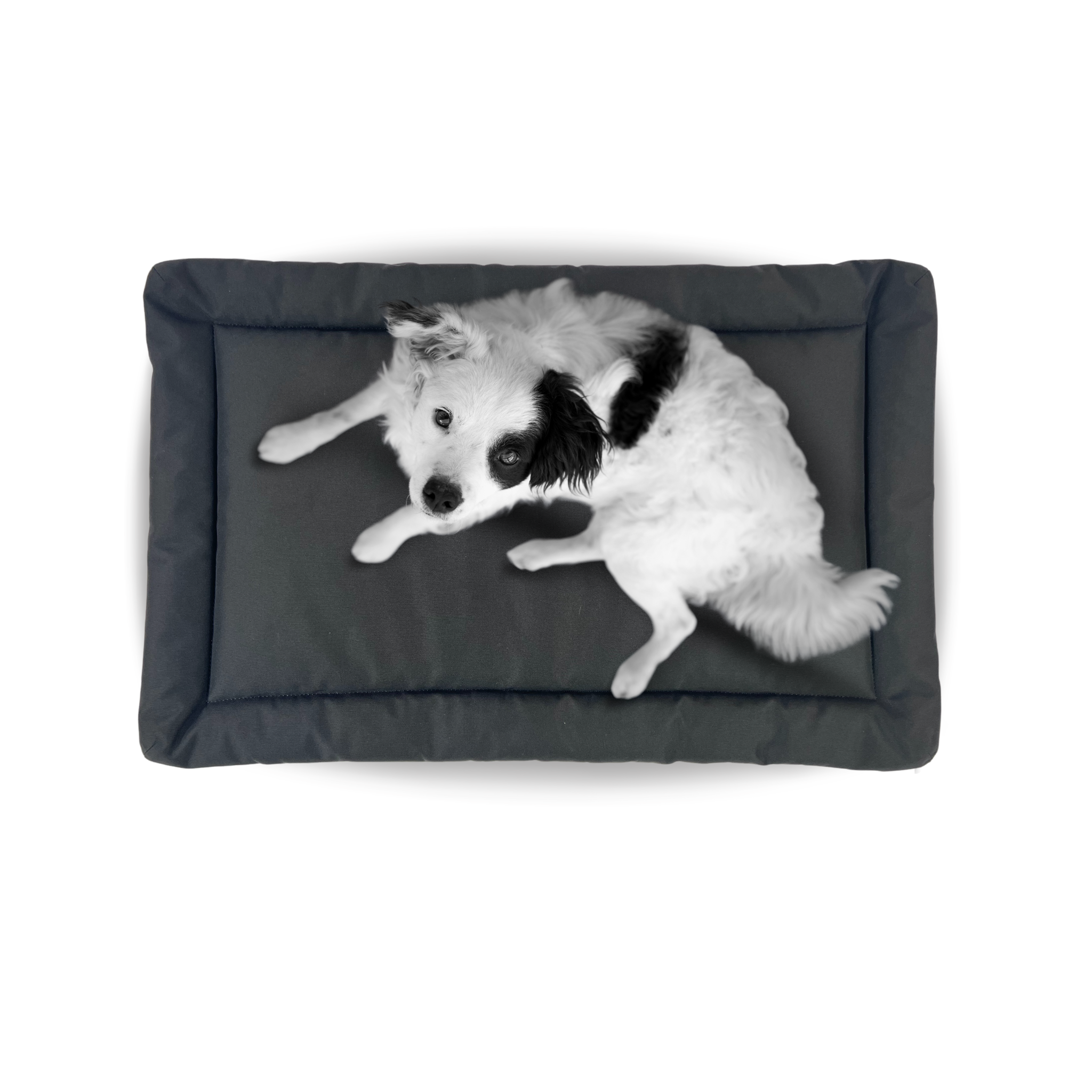 Dog on Tough Crate Pad