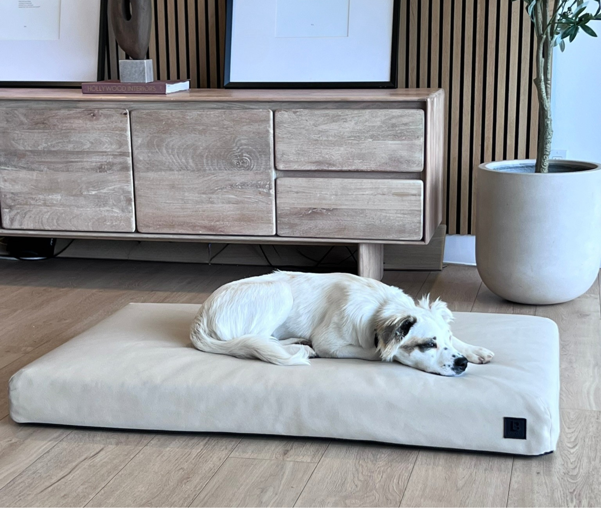 Dog lying on a large dog bed in a room with wooden flooring and a wooden cabinet.