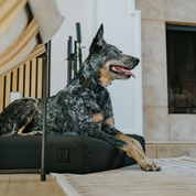Dog sitting on a black tough dog bed in a room with a fireplace.