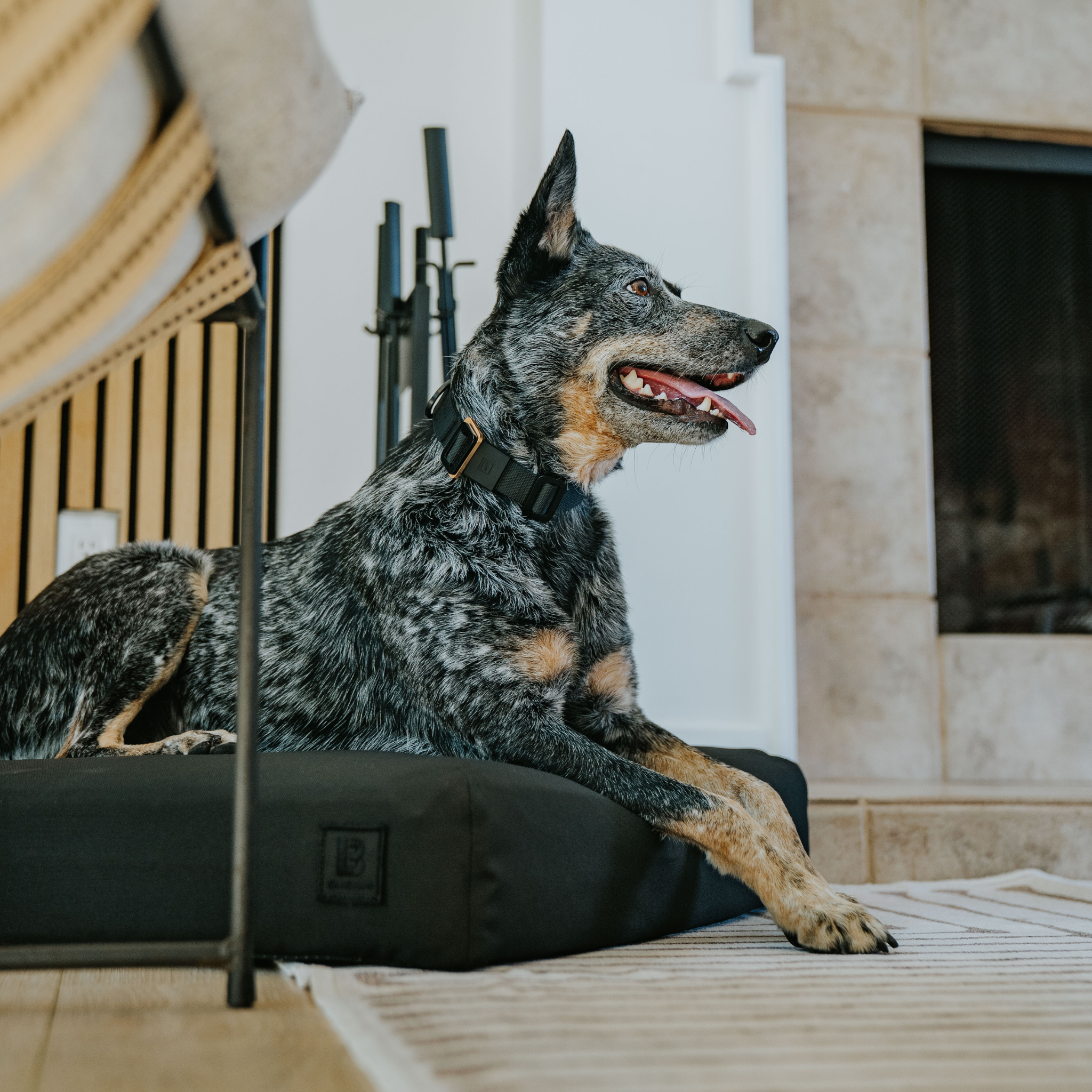 Dog sitting on a black tough dog bed in a room with a fireplace.