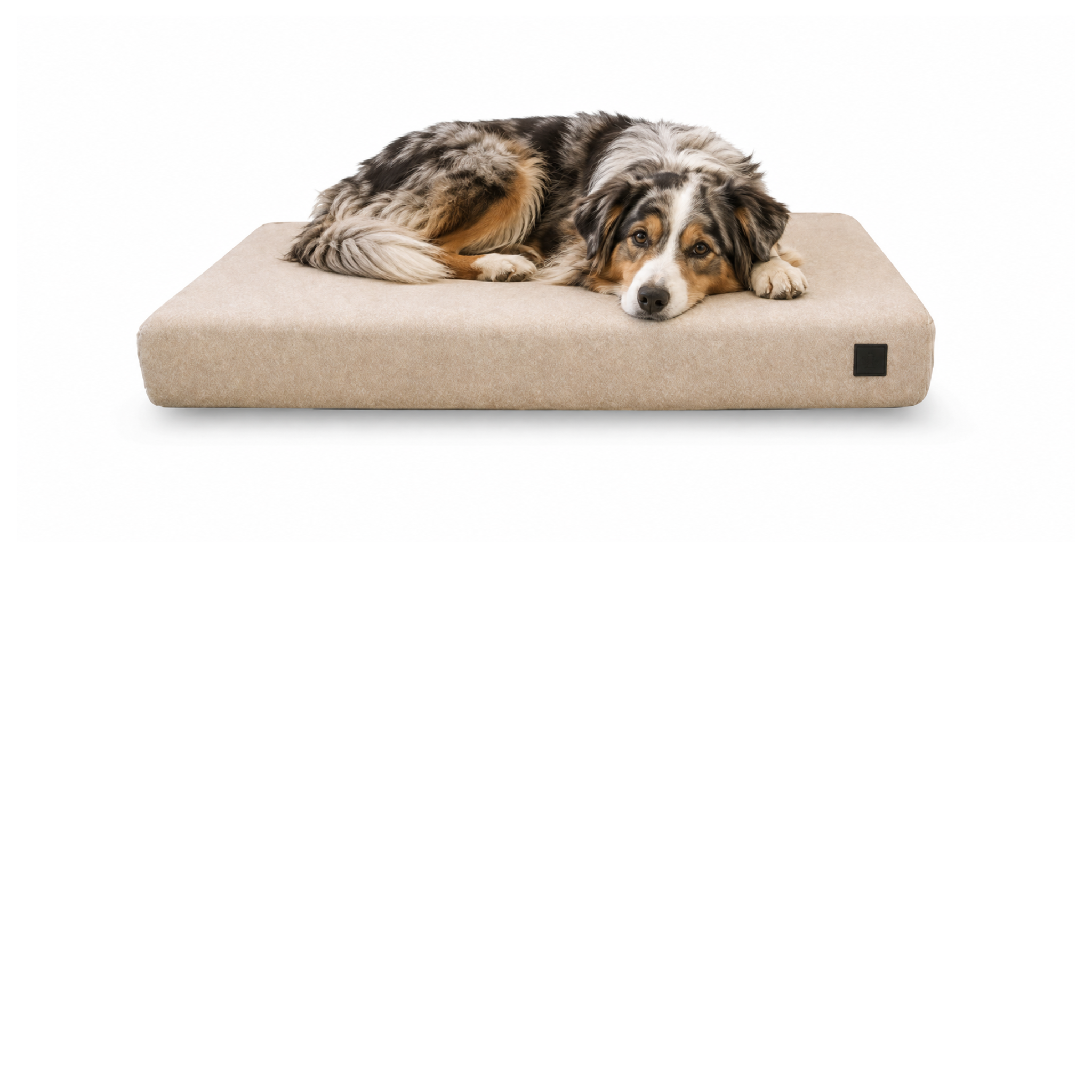 bed_dog.png