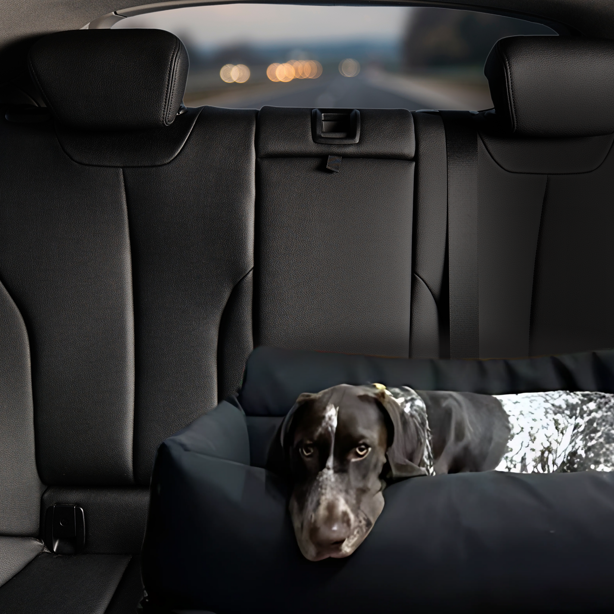 Venture Travel Dog Bed being used by dog in a car