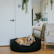 Older Golden Retriever comfortably  laying in a round Den Dog Bed in a modern guest bed room
