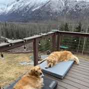 Fused Core™ All-Weather Utility Dog Bed
