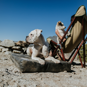 utility dog bed