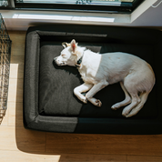 Dog laying in sunshine on a premium dog bed with full perimeter bolsters.