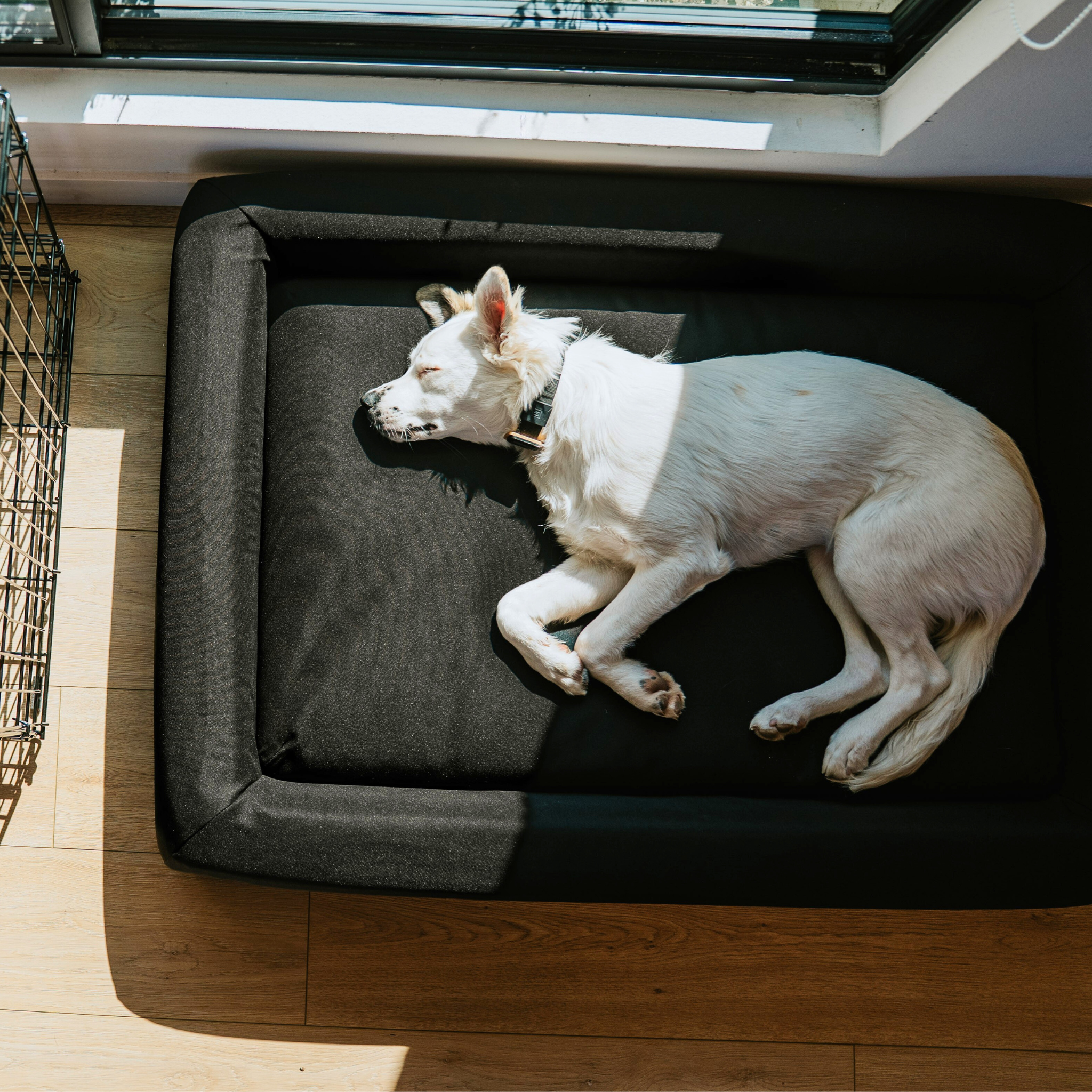 Dog laying in sunshine on a premium dog bed with full perimeter bolsters.