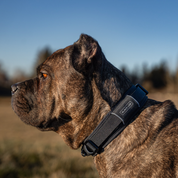 Dog wearing a Padded Dog Collar 