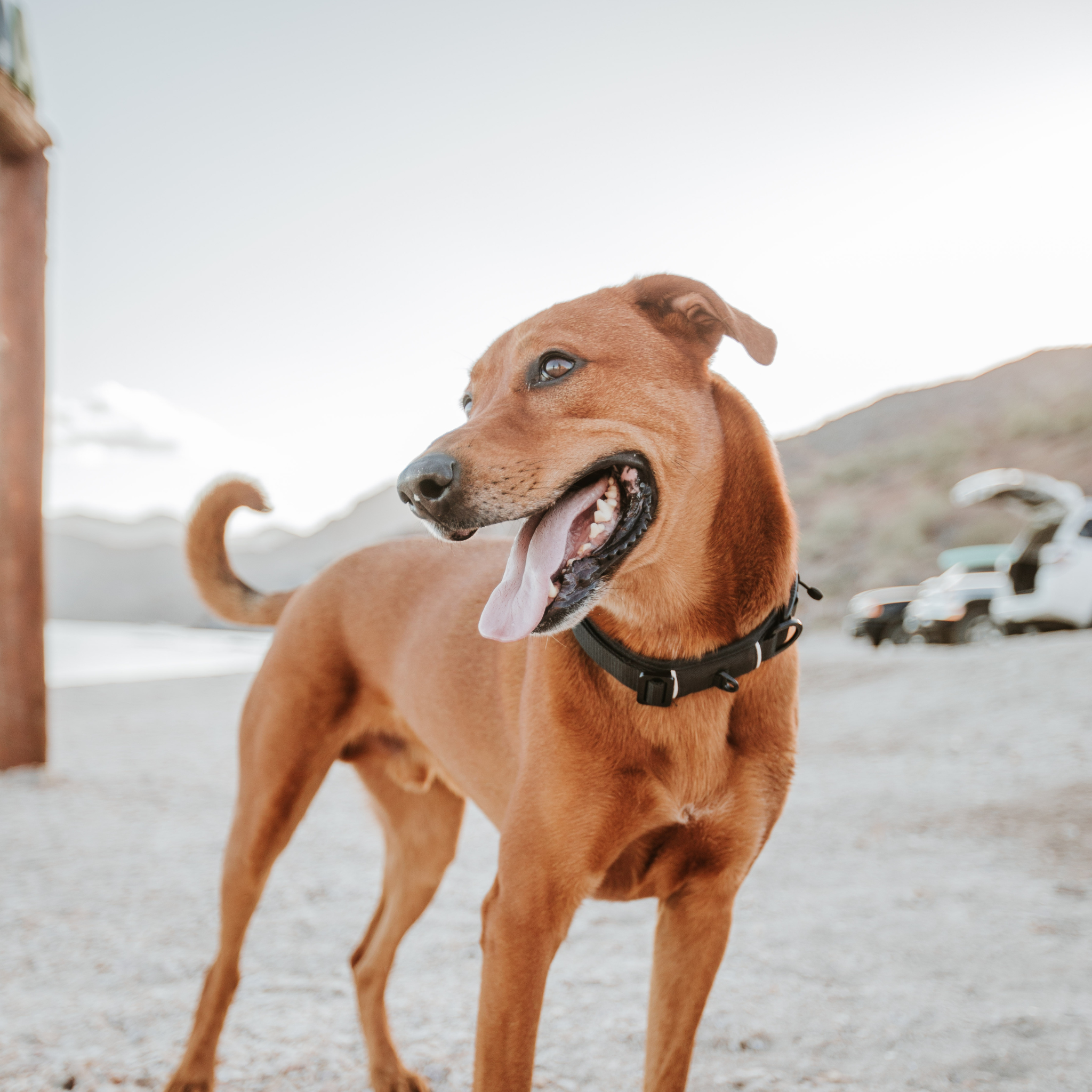 Padded Magnetic Ultralight Collar