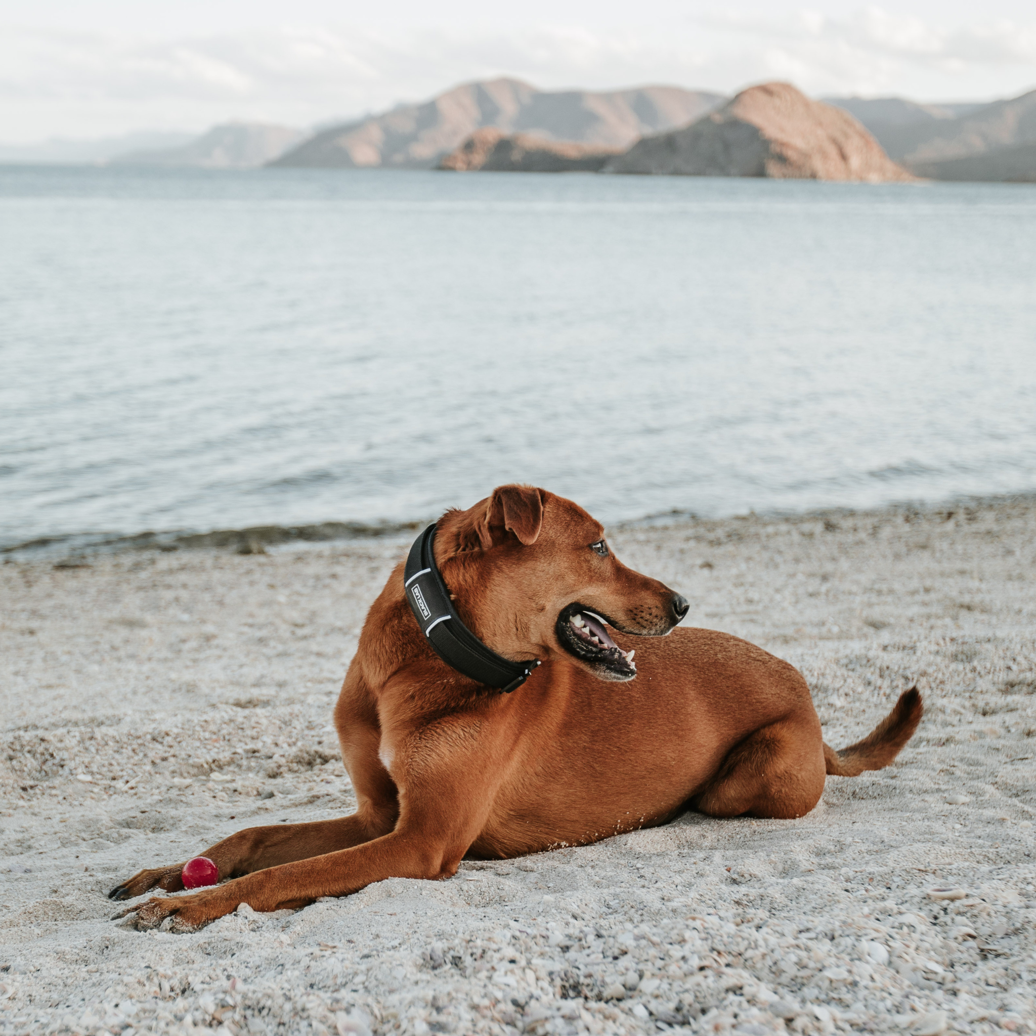 Padded Magnetic Ultralight Collar