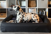 Dalmatian dog on a Luxury orthopedic bolster dog bed for large dogs in a cozy living room.