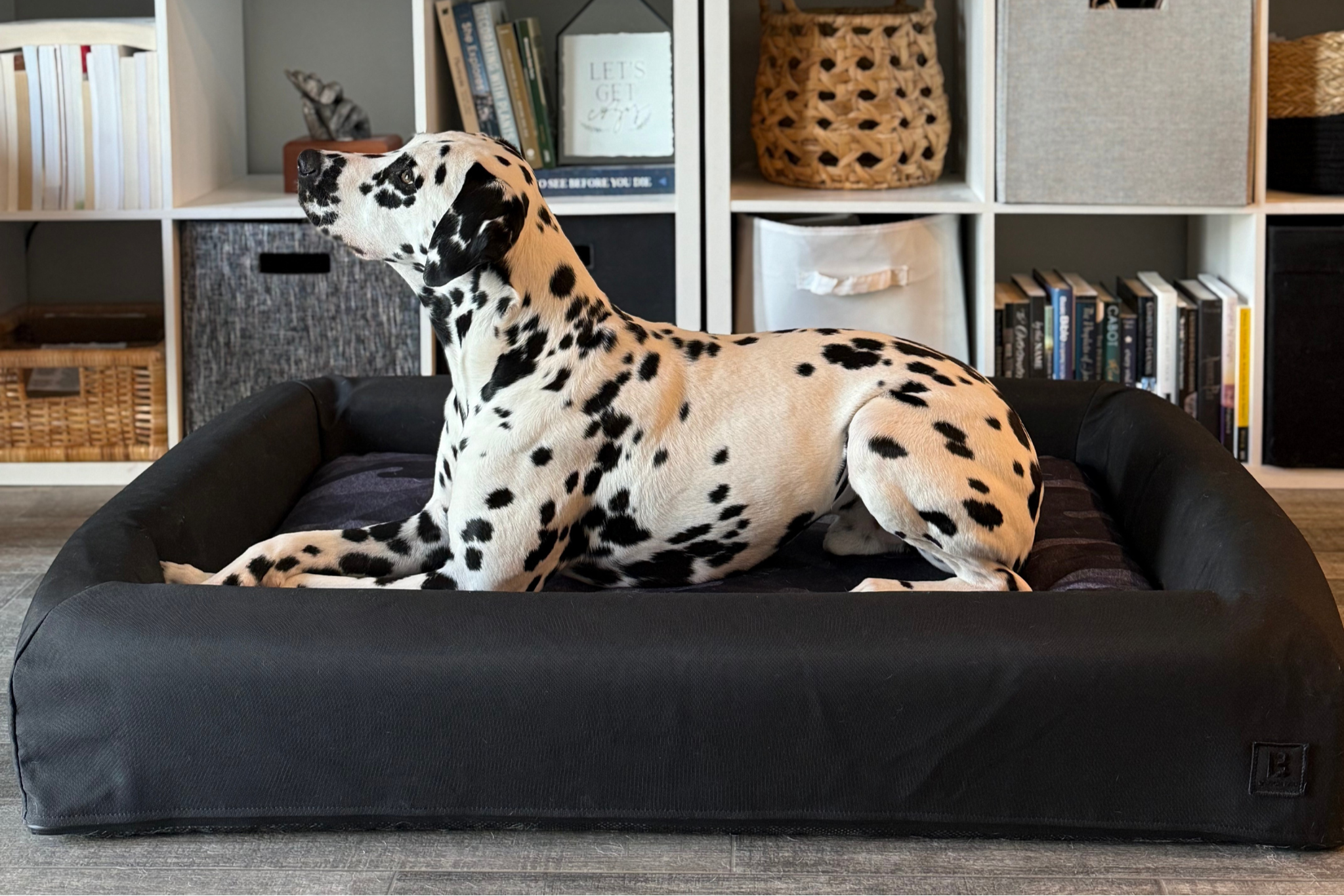 Dalmatian dog on a Luxury orthopedic bolster dog bed for large dogs in a cozy living room.