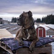 Trailblazer - Tough Travel Dog Bed