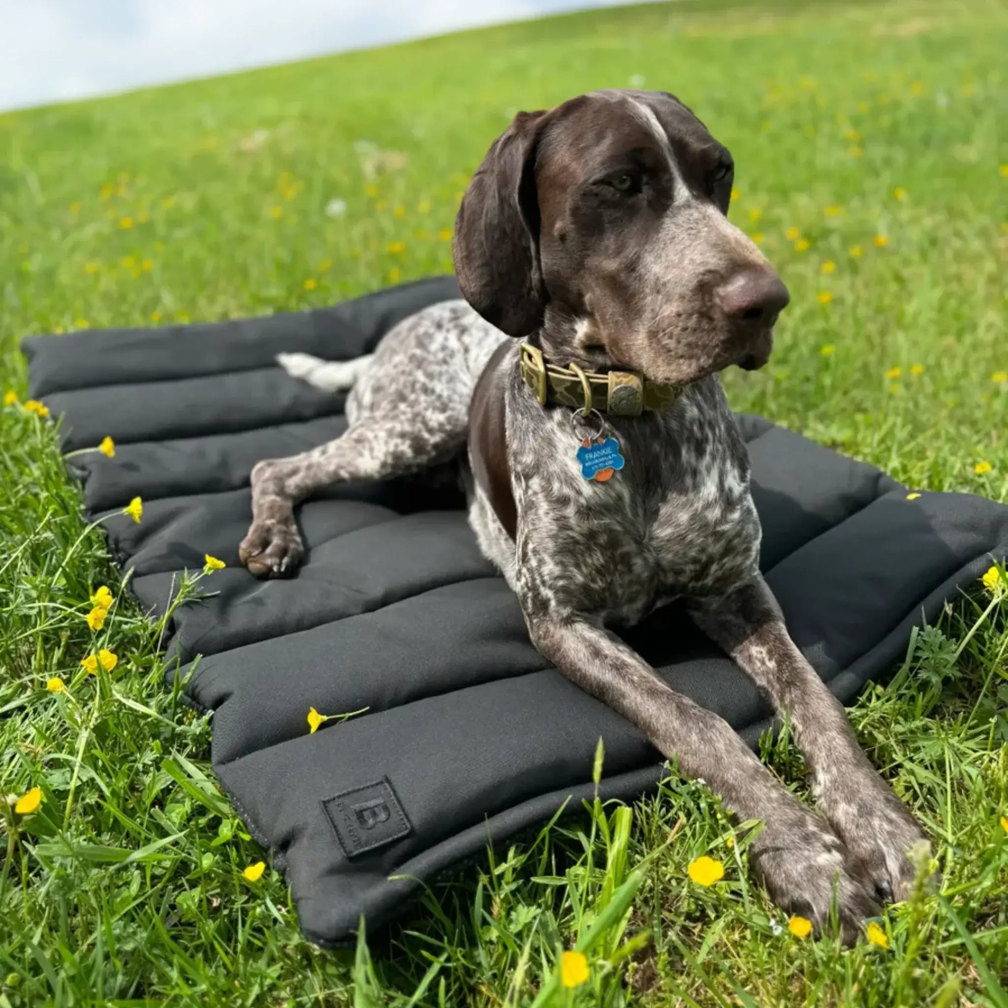 Trailblazer Travel Dog Bed Spring Time