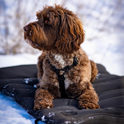 Trailblazer - Tough Travel Dog Bed