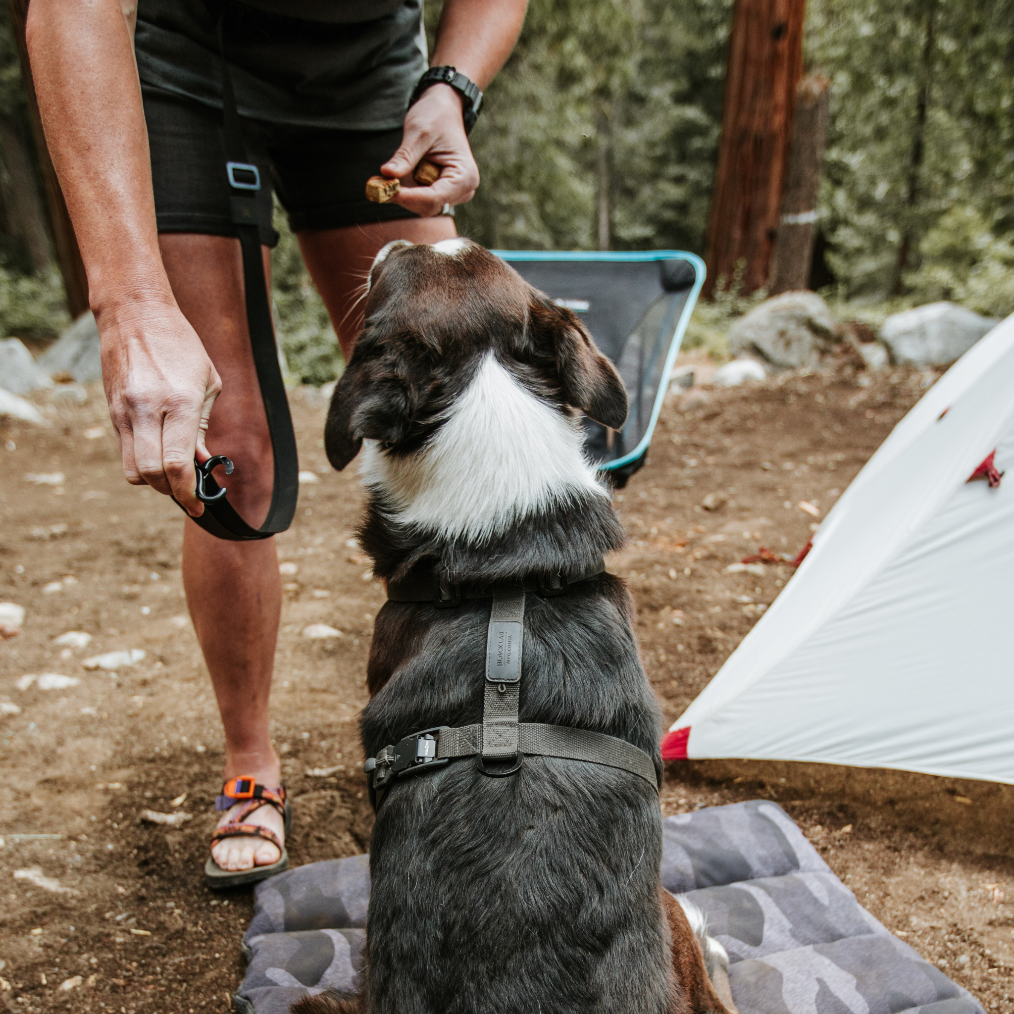 Magnetic Ultralight Dog Harness