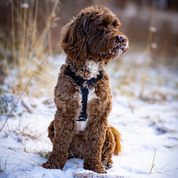 Magnetic Ultralight Dog Harness