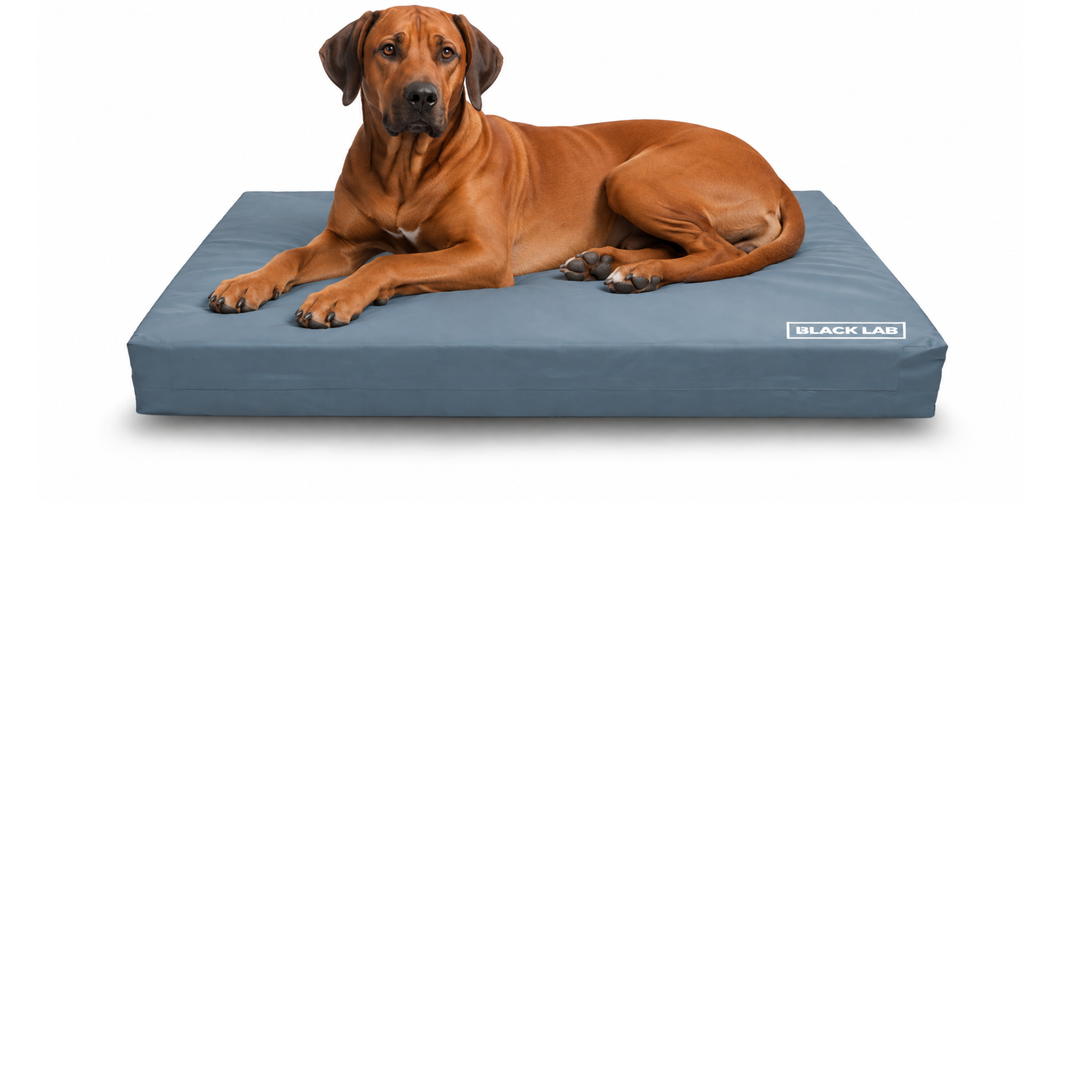 utility_dog.png