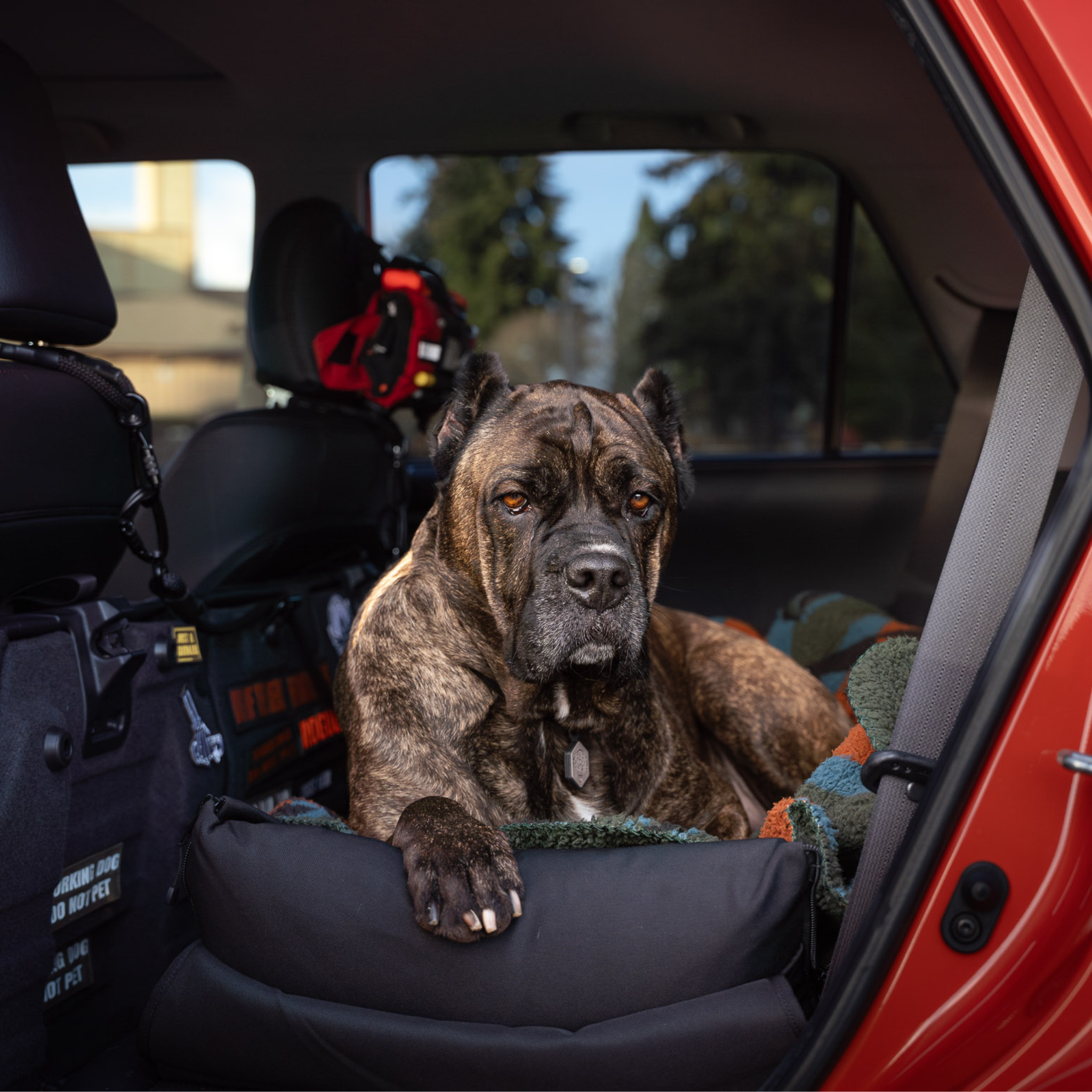 Dog in car bed