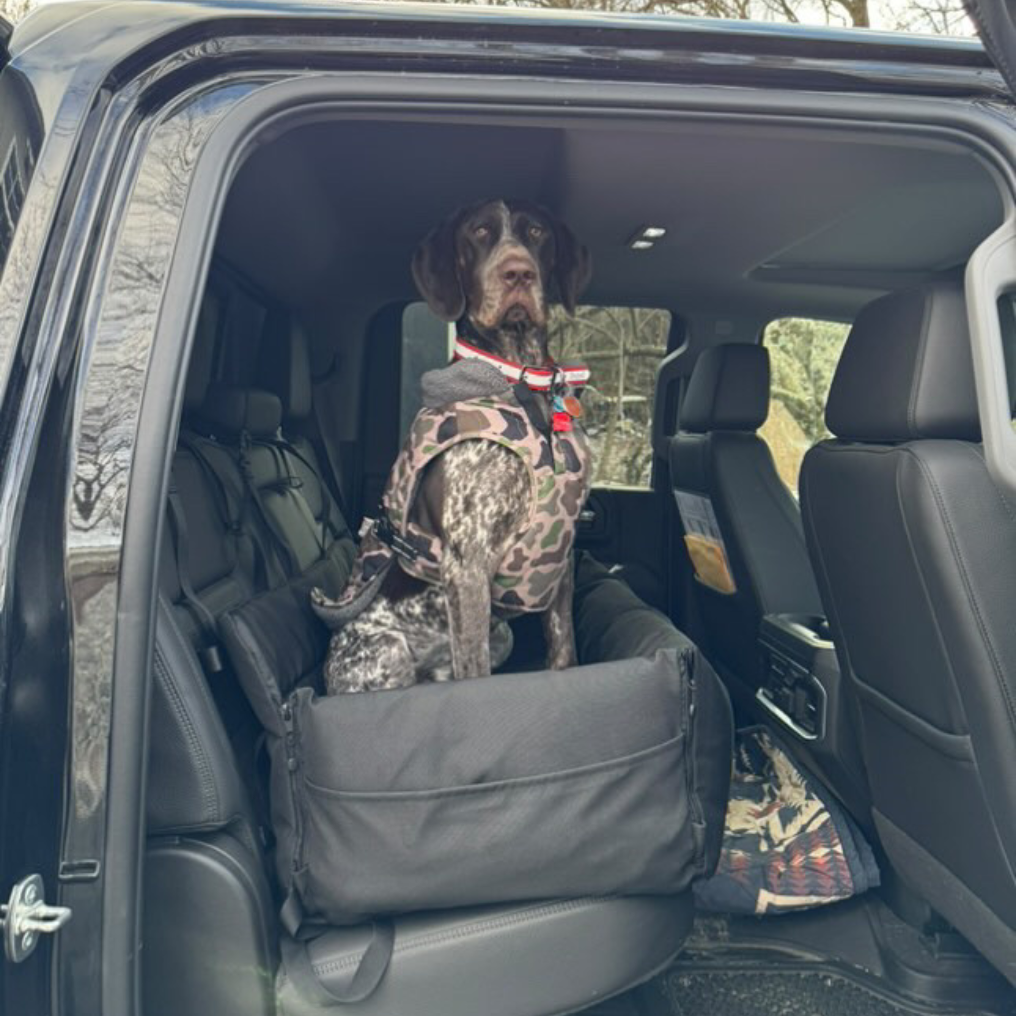 Hunting dog sitting in a Travel Car dog in a back seat of a truck